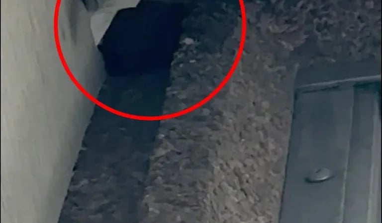 Pilot Sues Hotel After Bat Swarm Attack in Room