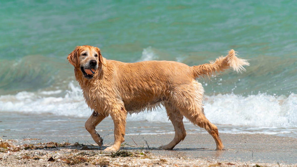 7 Best Dog-Friendly U.S. Beaches