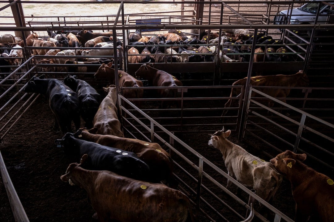 Trump Team Fine-Tunes Actions to Fix US Beef Shortages