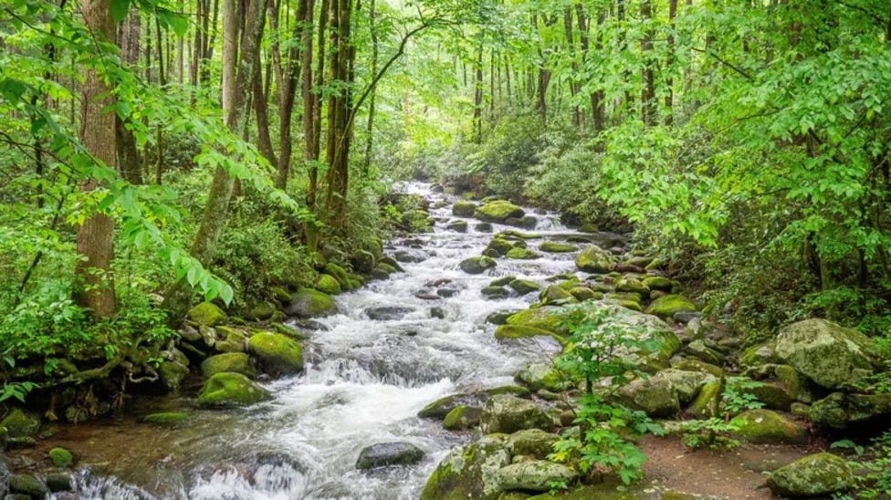 9 Hidden Great Smoky Mountains Spots Tourists Often Miss