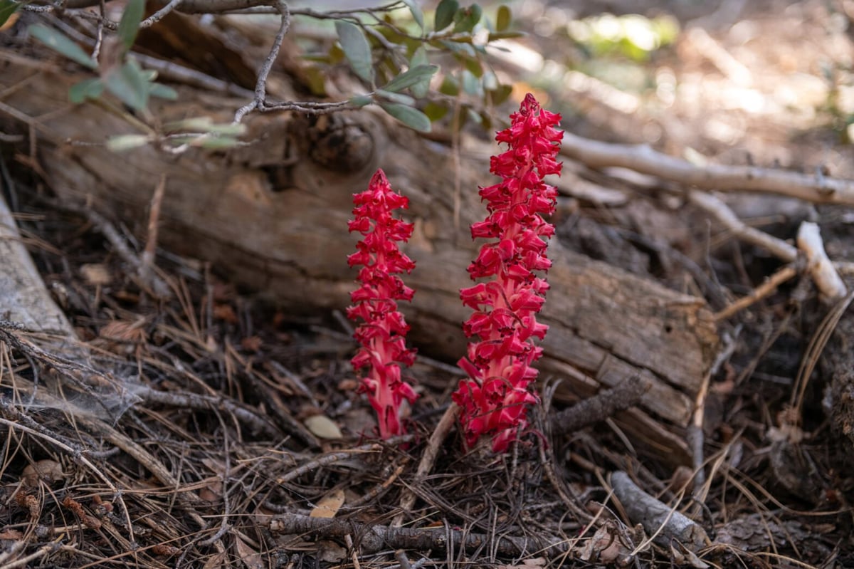 Yosemite's Spring Wildflowers Guide