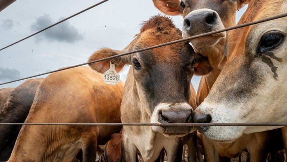 Texas Confirms Five New Screwworm Cases as Containment Zones Expand